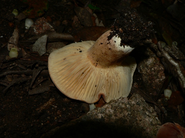 Russula aurata???